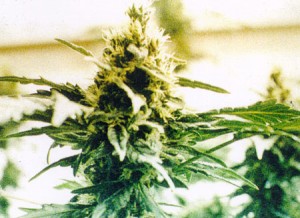 Marijuana_plant